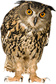 Bubo bubo (Výr velký)